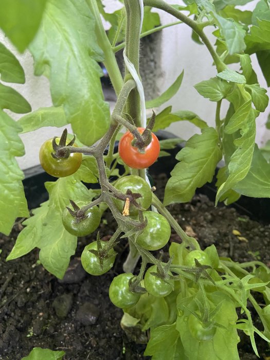 Första mognande röda tomaten på en gren med gröna tomater i ett växthus.