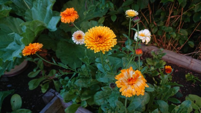 Ringblommor i olika stadier bredvid en rabarberplanta i en trädgård.