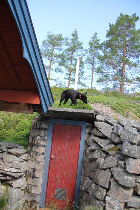 Källardörr i röd färg på murad stensund intill en sommarstuga, med en svart hund på taket ovanför.