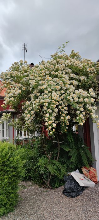 Blomstrande honungsrosor på en buske framför en röd stuga, populära hos surrande humlor.