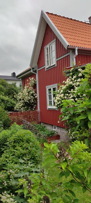 Blommande honungsrosor på en rödmålad stugvägg, med grönskande trädgård och molnig himmel i bakgrunden.