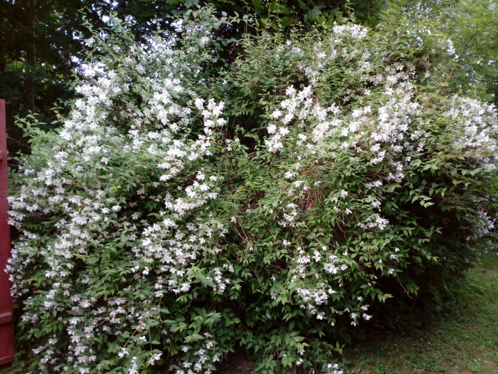 Lummig smultronschersminbuske med vita blommor intill ett rött staket.