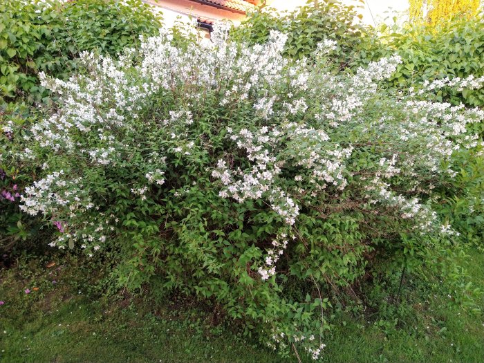 Stor blommande schersminbuske med vita doftande blommor, nära en syrenhäck och gräsmatta.