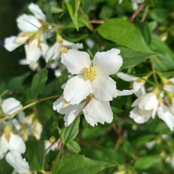 Närbild av vit Schersminblomma med gul pistill och gröna blad, ungefär 2 meter hög planta.