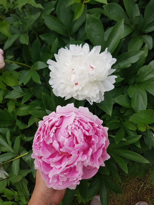 En hand håller två stora blommande pioner; en vit och en rosa, med gröna blad i bakgrunden.