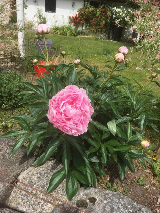 Rosa pompom-pion i förgrunden med omogna knoppar i en blommande trädgård.