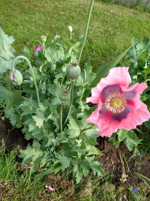 En blommande rosa vallmo med knoppar och grönt bladverk i trädgården.