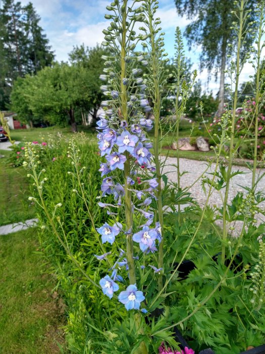 Blåa blommor av Riddarsporre i förgrunden med knoppar och en trädgård i bakgrunden.