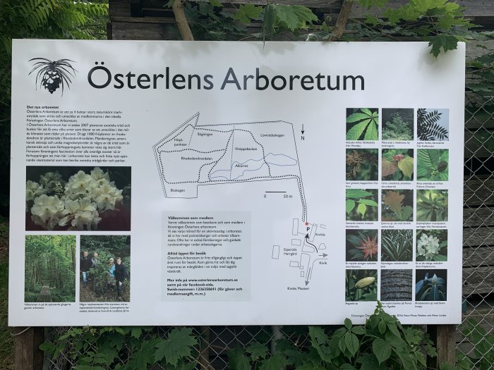 Informationskylt för Österlens Arboretum med karta, bilder av växtarter och beskrivande texter mot en bakgrund av gröna löv.