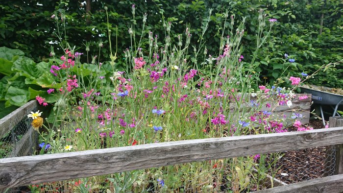 Blomstrande blomsterruta med olika färgglada blommor och en outklippt häck i bakgrunden.