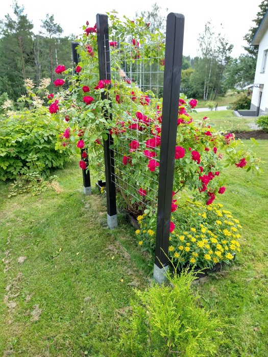 Klätterros i blom växer upp längs en hemmagjord spaljé av stolpar och armeringsnät i en trädgård.