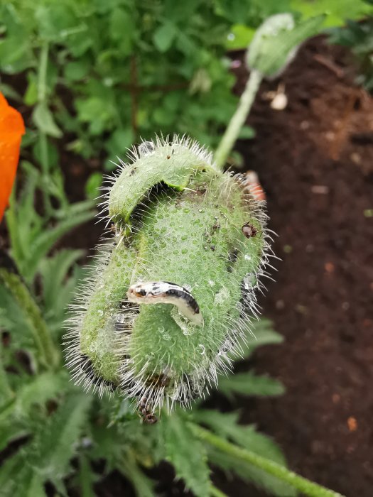 En grön vallmoknopp täckt av löss med en okänd larv-liknande organism på sig mot en suddig bakgrund av gröna blad.