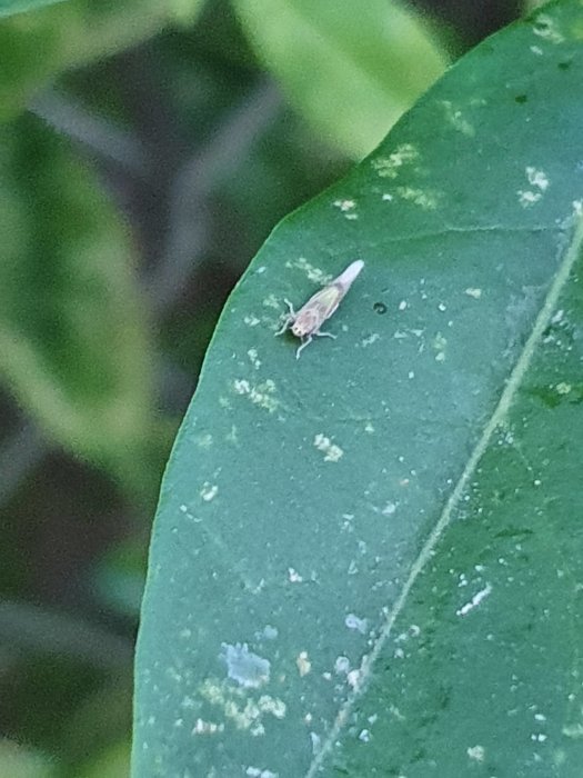 Närbild av ett blad från en ligusterhäck med en liten flygande insekt och synliga skador såsom hål och svarta fläckar.