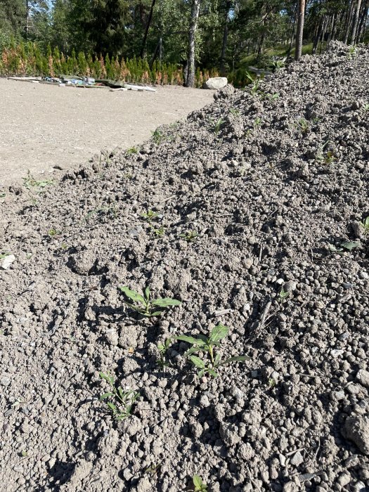 Hög med matjord med flera små växter och ogräs som gror, på en byggplats.