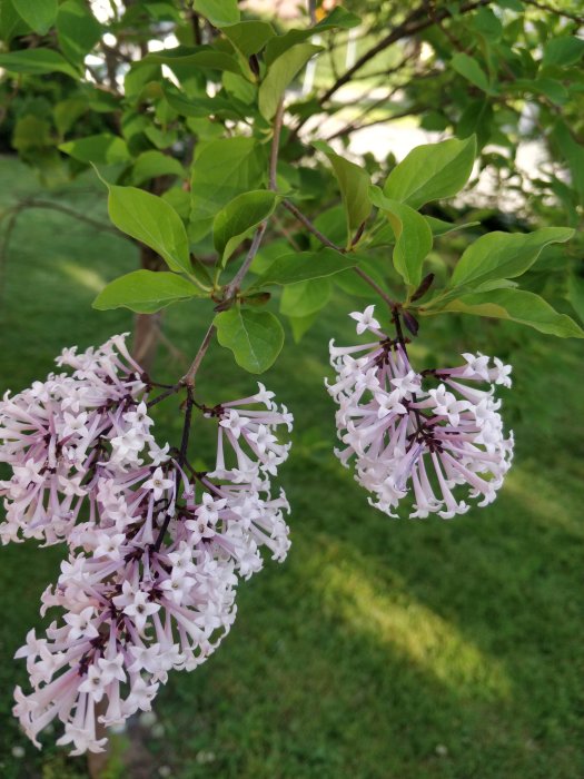Lilafärgade klungor av blommor på ett träd som liknar syren, mot grönt gräsfält.
