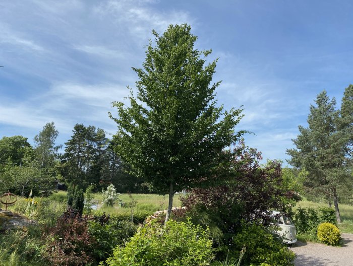 Ung avenbok, cirka 12 år gammal, i lummig trädgård med blå himmel och blandad vegetation.