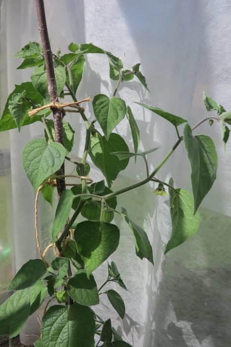 En växande tomatplanta med gröna blad och omogen frukt bunden till en stödpinne.