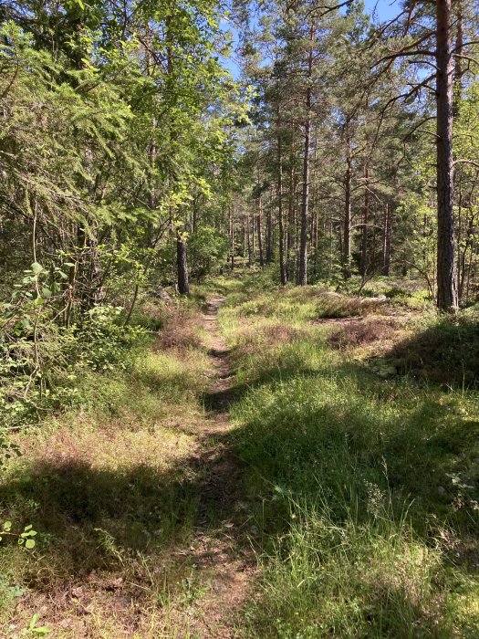 Stig genom en ljus skog med barr- och lövträd, grönt gräs och soligt väder.