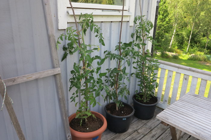 Tomatplantor i krukor på en trätrall framför ett grått plank och ett öppet fönster.