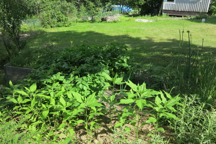 En grönskande trädgårdsrabatt med återhämtade physalisväxter i solen, omringad av varierande grönska och skuggor av träd.