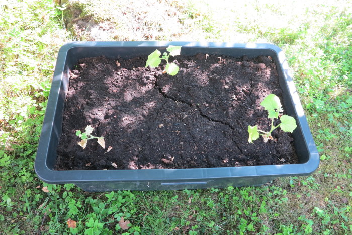 En svart pallkrage med små plantor och mörk jord i solljus, omgivet av grönt gräs.
