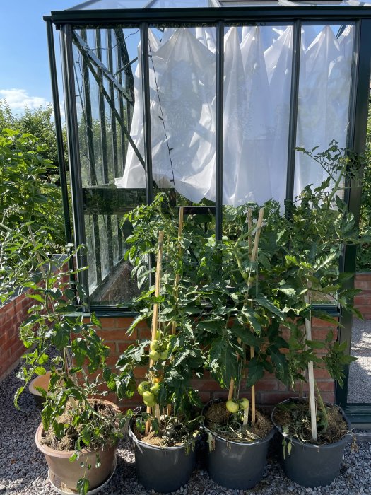 Tomatplantor med omogna frukter i krukor framför ett växthus.