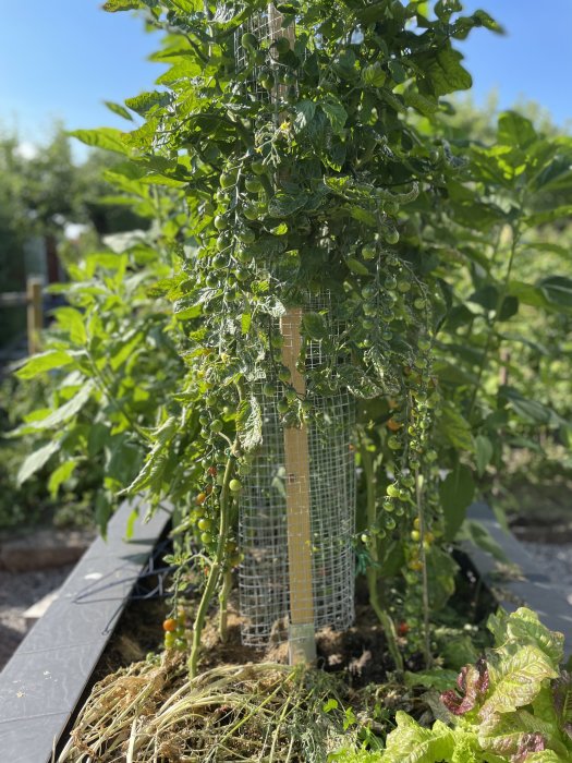 Tomatplantor som växer på höjden med stödnät, omgivna av sallatsblad i en trädgårdsbädd.