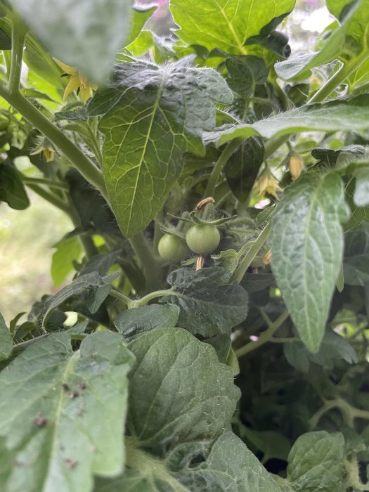 Ogrönade tomater av sorten Vilma växer på en busktomatplanta.