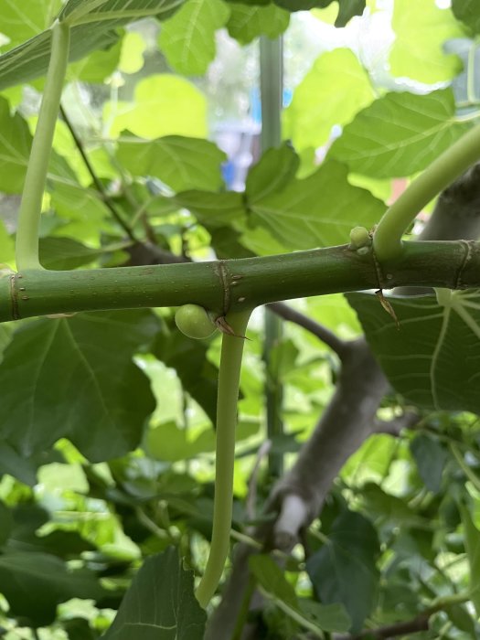 Halvmogen gurka hängande på gren med omgivande gröna blad i en hemodling.
