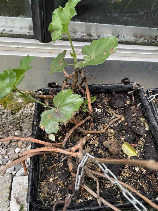 Återupplivad hängpelargon med nya gröna skott och blad bland torkade stjälkar i en svart kruka.