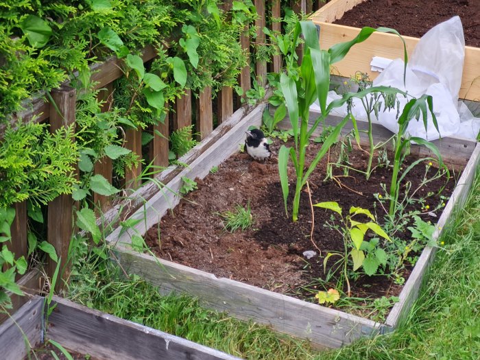 Trädgårdsland med majs, tomatplantor och chili samt en fågel bland växterna.