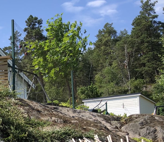 Pågående arbete med staketmontering vid en sluttning med träd och ett vitt skjul i bakgrunden.