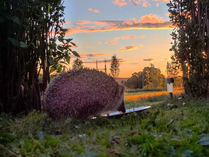 En igelkott i förgrunden med en vacker solnedgång på landet i bakgrunden.