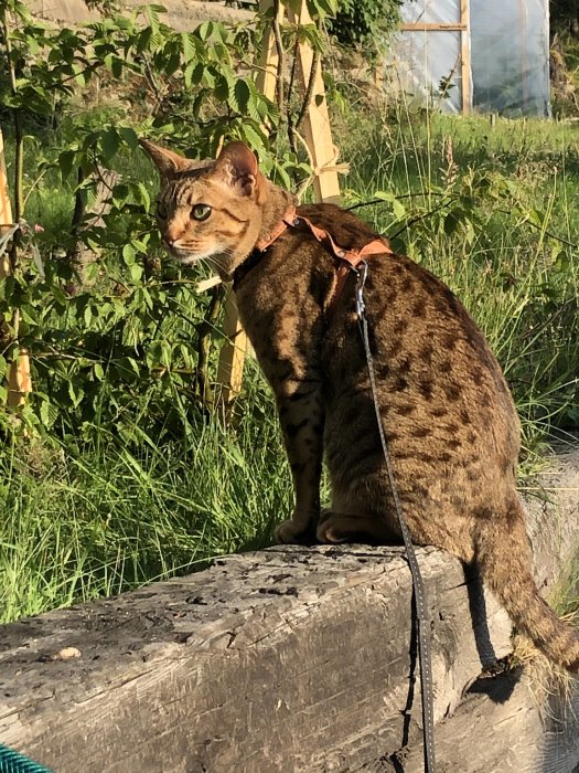 Katt med sele sitter på en trästock utomhus med en häck och växthus i bakgrunden.