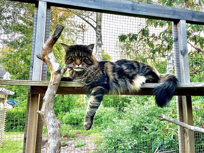 Fluffig brun-svart katt ligger avslappnat på en träbalk med en trädgren och staket i bakgrunden.