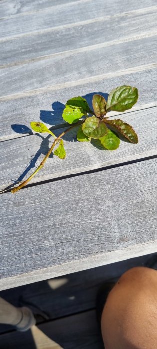 Två olika sorters ogräs grenar med gröna blad på träplank, en med taggar.