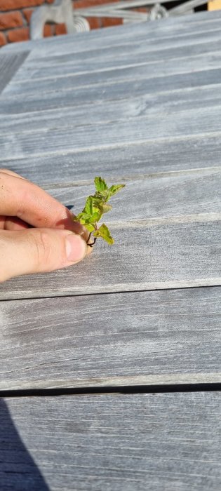 Hand håller litet ogräsplant med gröna blad mot träunderlag.