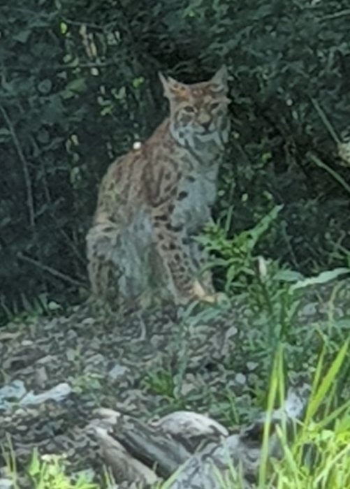 En stor katt med fläckigt mönster iaktar omgivningen från en skogsmark.