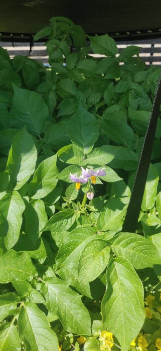 Potatisplantor i blom under en studsmatta med gröna blad och lila blommor.