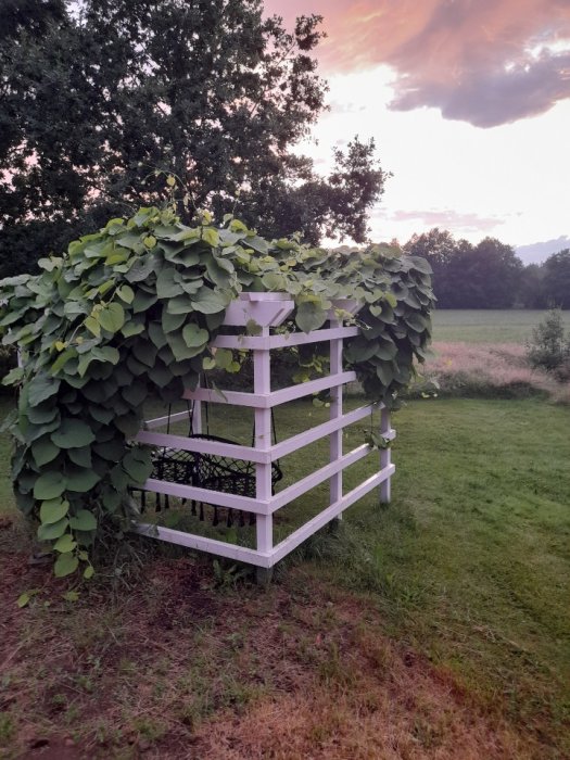 En vitmålad pergola täckt av blommande pipranka i ett trädgårdslandskap vid solnedgång.