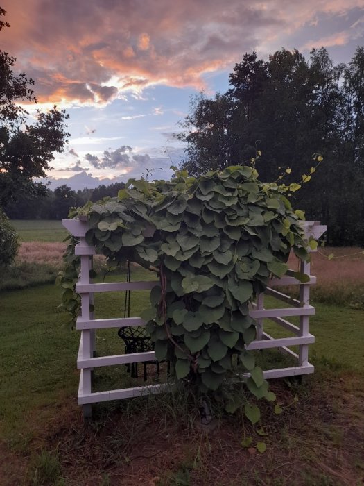 Vitmålad träpergola täckt av gröna piprankablad med solnedgång i bakgrunden.