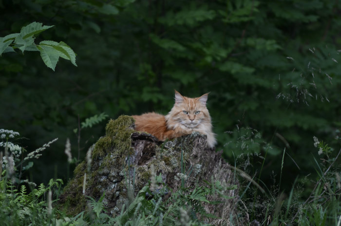 Röd långhårig katt som vilar på en mossa täckt stubbe med skogen i bakgrunden.