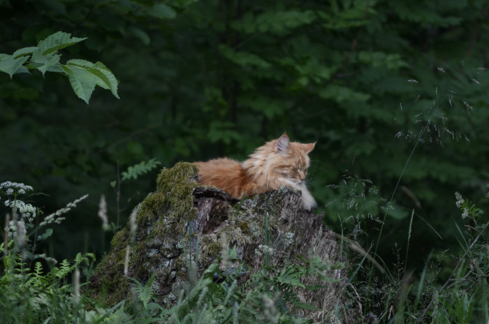 Orange tabbykatt som sover på en mossa-täckt stubbe i skogen.