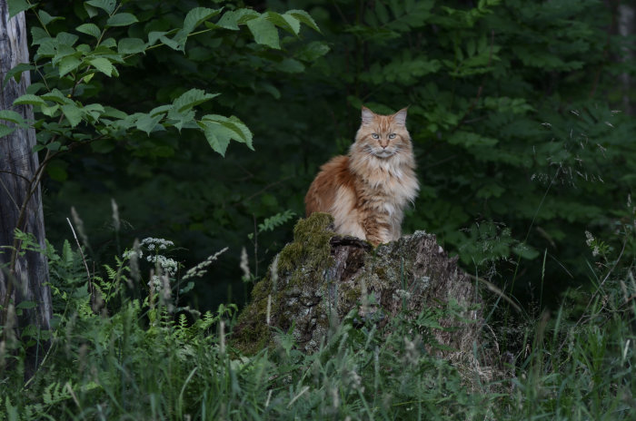 En orangefärgad långhårig katt som sitter på en mossa täckt trädstubbe i skogen och ser in i kameran.