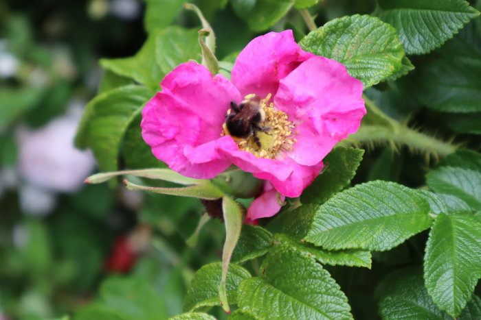 En humla som pollinerar en rosa blomma med gröna blad och oskarpa växter i bakgrunden.