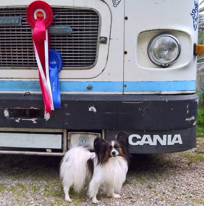 Papillonhund står framför en äldre lastbil med utställningsrosetter upphängda.