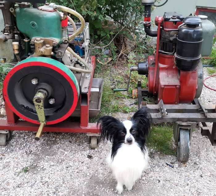 En svartvit papillonhund framför en gammal röd motorpumpstation utomhus.