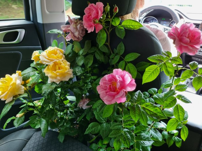 Rosor i olika färger som blommar på bilens passagerarsäte, med synligt bilinredning.