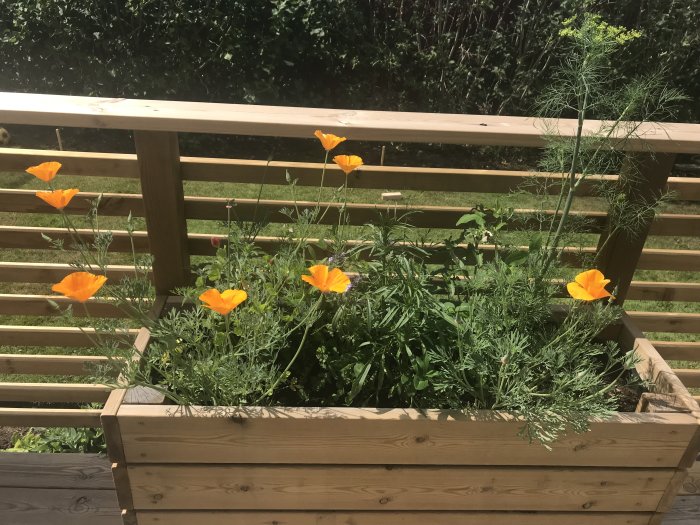 Blommande orange vallmo i en träkruka vid ett träräcke utomhus.