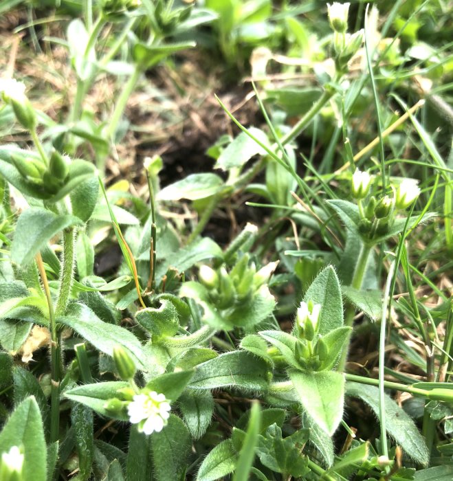 Ogräs i gräsmatta med små vita blommor och gröna blad och utlöpare.